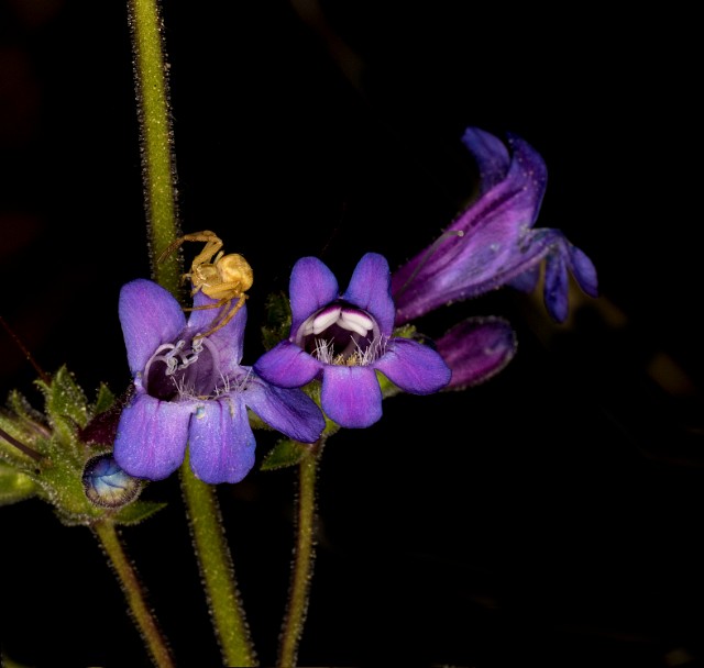 Penstemon humilis 18-9386.jpg